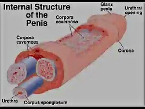 A Study Of The Human Penis